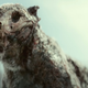 The zombie tiger, Valentine.